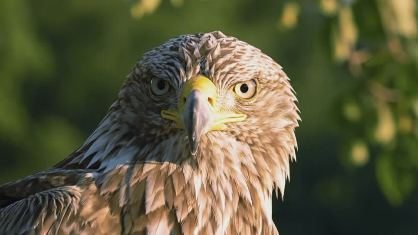 Close-up eagle head perched firmly on branch, staring intensely with sharp eyes and strong beak.