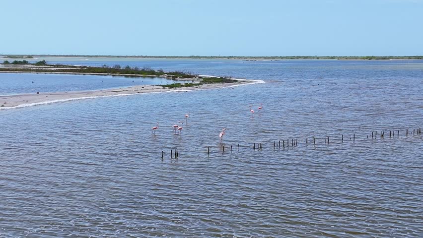Pink flamingos feeding in shallow waters of Río Lagartos, Yucatán, Mexico. A serene coastal lagoon scene with wading birds against a natural background.