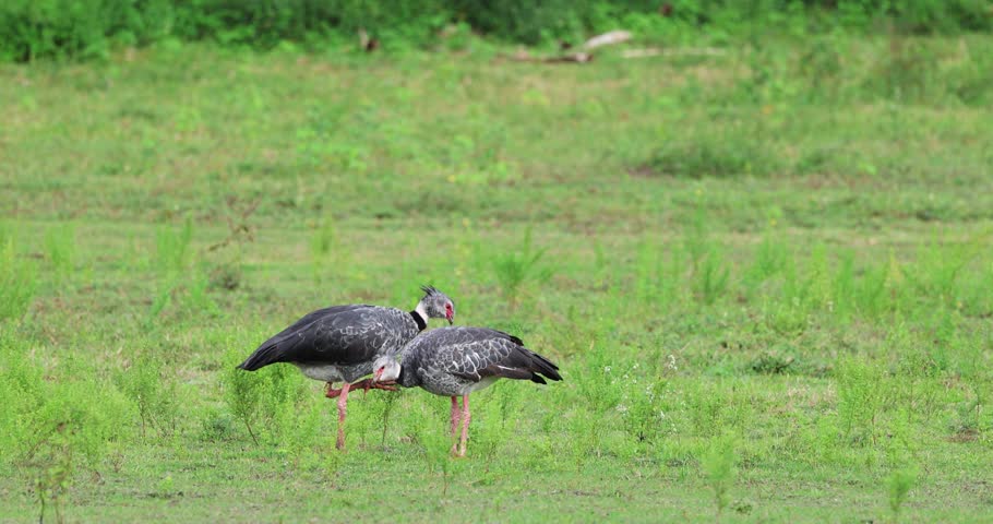 Southern Screamer pair in a flooded area in the Pantanal, Brazil, exotic birds