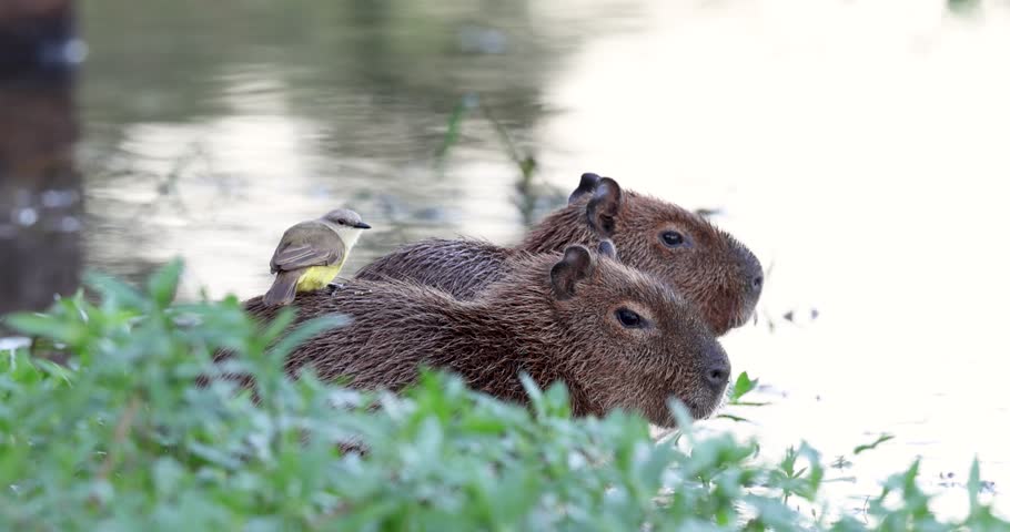 Capybara cubs on the banks of the Miranda River and birds eating insects that land on them. Pantanal, Brazil
