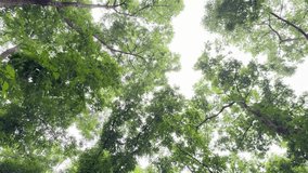 Gentle breeze rustles leaves in the sunlit forest canopy above, creating calming natural movement - Powered by Shutterstock - Get 15% off with code: PIKWIZARD15