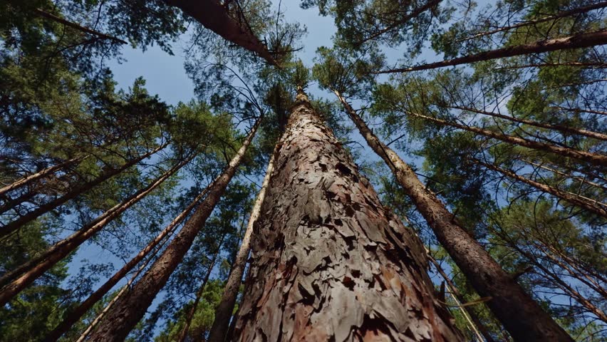 Bark And Vibrant Green Foliage In Tranquil Forest Wilderness. Stunning Outdoor Woodland Landscape With Soaring Pines And Deep Forest Canopy.  Tall Pine Trees Reaching Toward Clear Blue Sky. Pine Wood