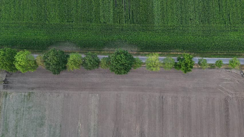 Green corn or cropland in green color on agricultural farm fields during sunny day. Aerial top down flyover. Rural landscape of American countryside and pathway.