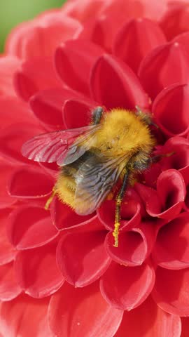 Bumblebee gathers pollen on vibrant red flower, close-up macro, natural daylight, shallow focus