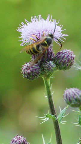 European wasp gathers pollen from purple thistle flower, macro close-up, natural daylight, shallow focus