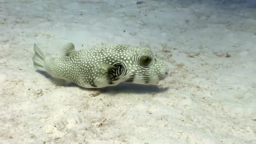 A shy spotfin burrfish graces the sandy bottom. It moves its fins and explores the floor. A serene moment captured in the Red Sea during the early morning light.