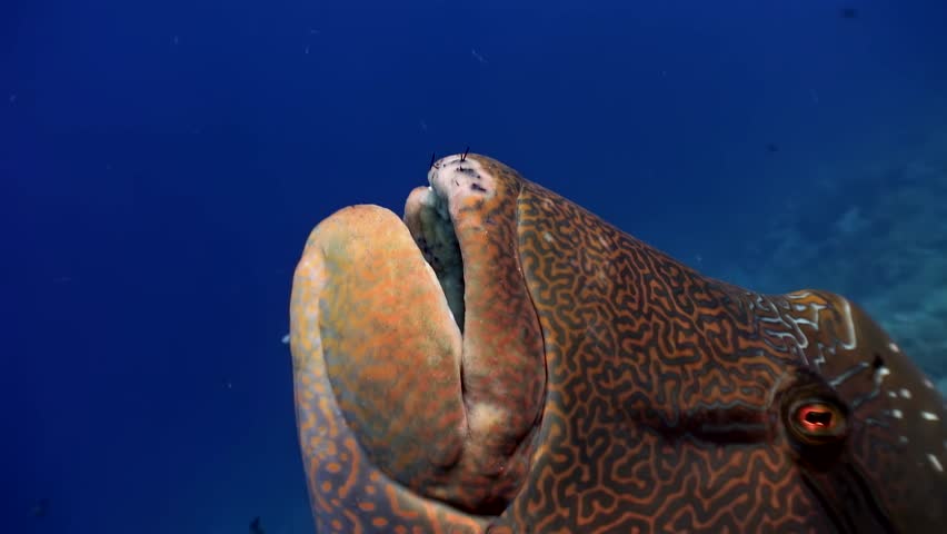Beneath the surface of the Red Sea, a large starry pufferfish gracefully swims past. Its patterned skin and curious eye are captivating in this intimate underwater moment.