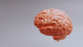 Detailed 3D brain anatomy animation showing neurons, lobes, and neural connections. Perfect for medical education, neuroscience visuals, health presentations, and scientific projects. - Powered by Shutterstock - Get 15% off with code: PIKWIZARD15