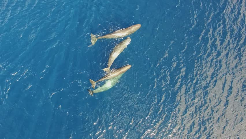 A family of majestic sperm whales swims gracefully through the vibrant blue waters of the Azores, showcasing their natural beauty while the curious calf explores around its parents.