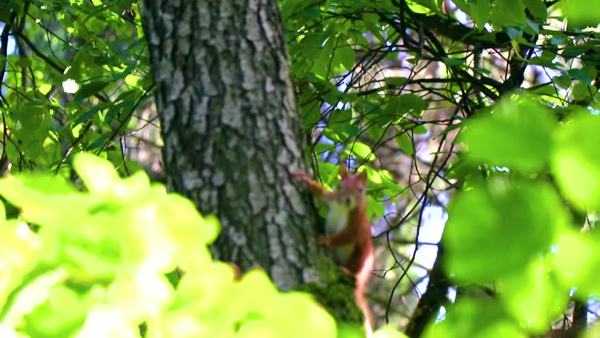 Red orange squirrel squirrels climbing on the tree trunk branch in Minsk Minsk District Minsk Region Belarus.