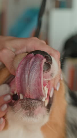 Vertical close up shot of hands of anonymous specialist using silicone toothbrush while cleaning teeth of dog in grooming salon