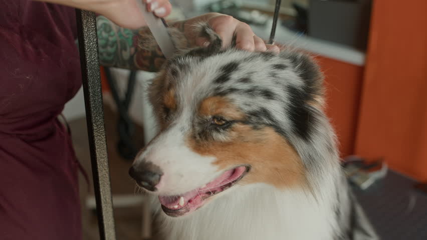 Medium close up shot of unrecognizable female specialist brushing multicolor fur of Australian Shepherd in grooming salon