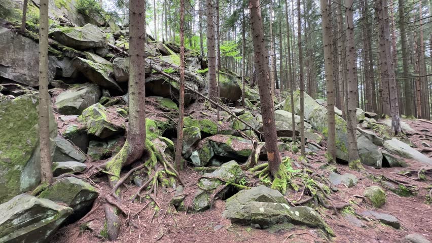 Rocky outcrops and stone placers in a mountain forest, view while panning at overcast day
