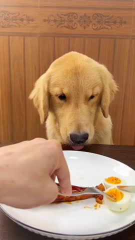An Golden Retriever Eating a Boiled Egg.