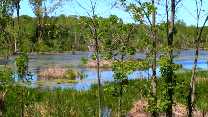 Lush wetlands in Indiana Dunes National Park offer a serene view with vibrant greenery, clear blue sky, and reflective water. Tranquil atmosphere under daylight illuminates the scene.