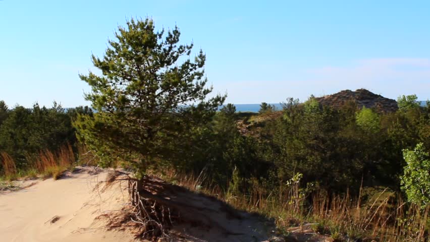 Indiana Dunes National Park with lush greenery and sandy dunes under a clear blue sky, showcasing natural beauty and tranquility. Perfect for peaceful nature stock.