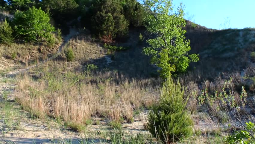 Tranquil landscape of Indiana Dunes under clear blue skies, showcasing sunlit dunes and lush green trees in harmony. Captured in a peaceful, natural setting without any people.