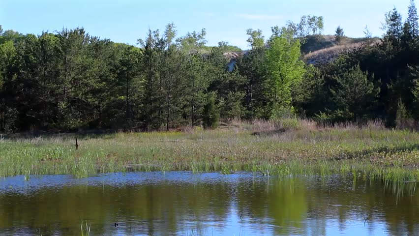 Serene wetland in Indiana Dunes National Park with lush greenery, vibrant trees, and clear reflections under bright daylight, exemplifying tranquil natural beauty.