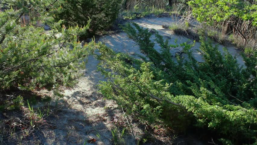 Vibrant greenery and sandy paths of Indiana Dunes National Park under bright daylight. The vivid vegetation and serene landscape create a peaceful atmosphere.