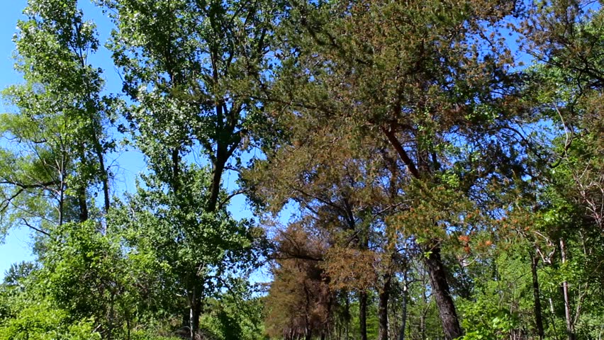 Sunlit trail through lush greenery in Indiana Dunes. Tranquil, vibrant setting with dappled light and clear blue skies. Perfect for nature lovers seeking peace. No people present.