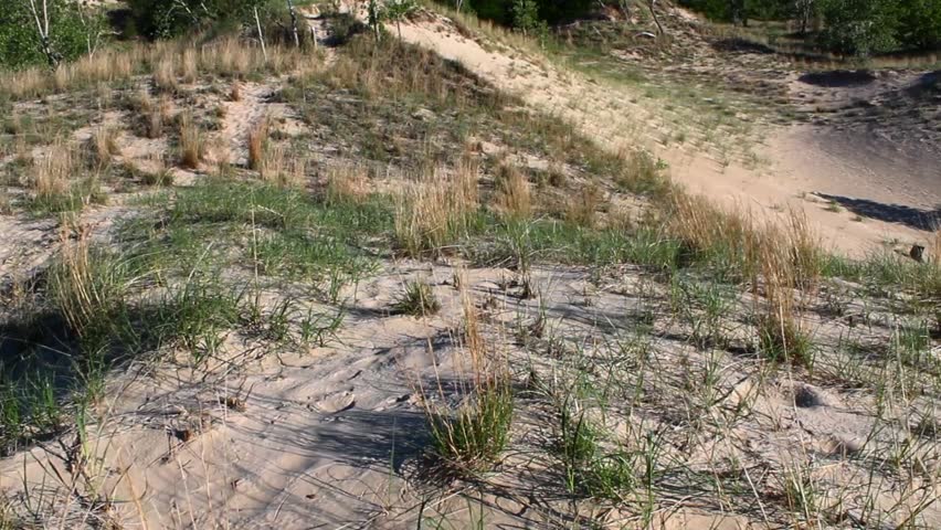 Expansive view of Indiana Dunes, showcasing sandy terrain, grass patches, and scattered trees under bright daylight. The untouched beauty evokes tranquility and natural wonder.