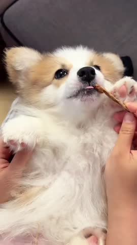 Cute Corgi Puppy Enjoying a Chewing Stick.