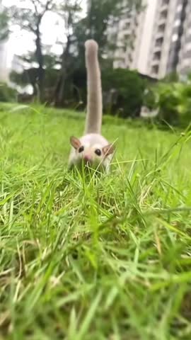 A Sugar Glider running and jumping in a grassy field.
