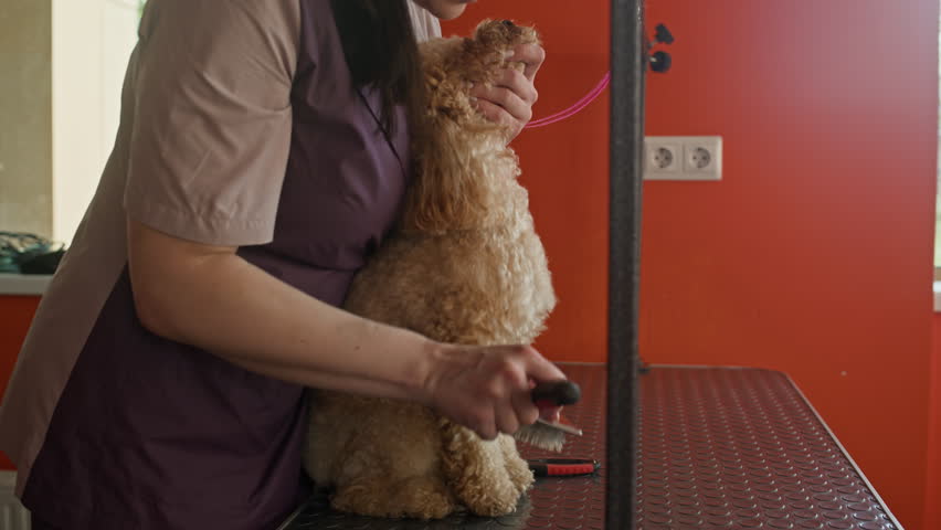 Handheld shot of female Caucasian tattooed specialist grooming adorable poodle in modern pet salon