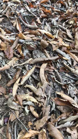 Porcini Mushroom Foraging in a Chestnut Forest