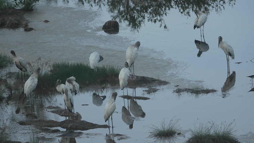 Group of Wood Storks (Mycteria americana) standing and preening in shallow water at Playa Blanca, Panama. Wildlife scene in natural wetland habitat.