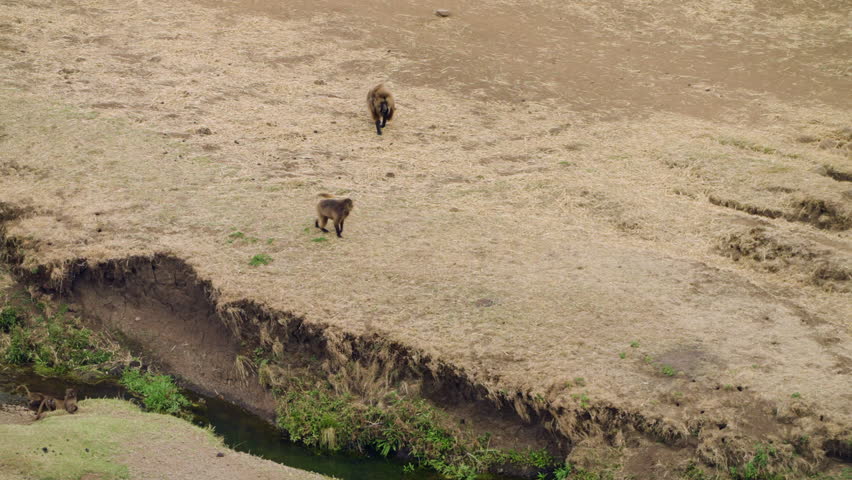 Group Of Gelada Monkeys Walking Towards The Stream In Simien Mountains National Park, Ethiopia. - wide shot