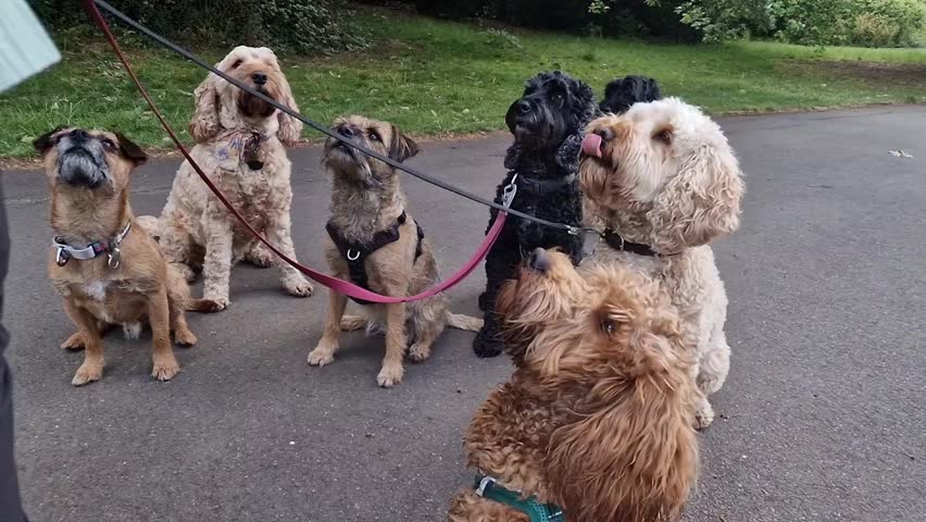 A pack of obedient dogs  of various breed and size are on lead sitting calmly and focusing on their dog handler and dog walker in a green park 