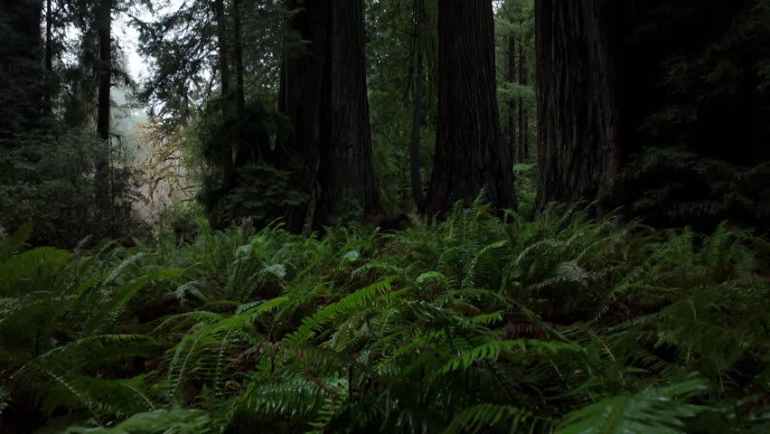 Gimbal wide tilting up shot of a grove of massive redwoods trees in Prairie Creek Redwoods State Park, California. 4K
