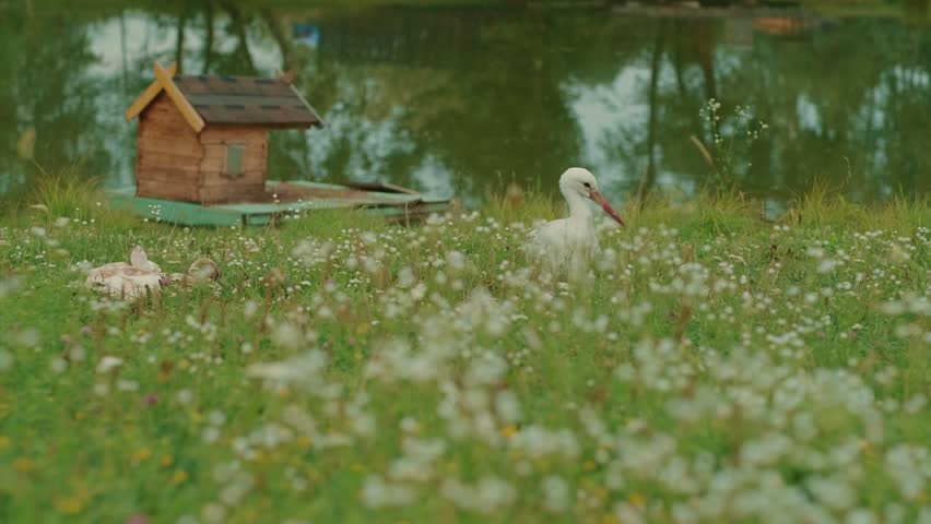 A stork stands gracefully in a field of vibrant wildflowers close to a charming wooden house beside the serene lake The atmosphere is peaceful and bright under the afternoon sun.