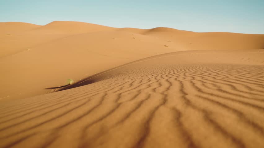 The camera sweeps across the rippling sand dunes of the Sahara Desert in Morocco. The vast expanse of sand stretches as far as the eye can see. A lone plant clings to life in the harsh desert