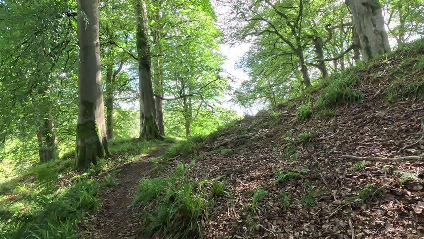 Walking through Habbie’s Howe in the Scottish Borders, a wooded glen with forested valley, rocky gorge and Pentland Hills beyond.