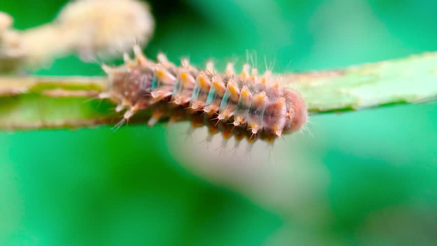 Slate Flash caterpillar on a branch of host plant, Mimosa pigra (Fabaceae). This is an early stage of Rapala manea butterfly, member of the Lycaenidae family and the Theclinae subfamily.