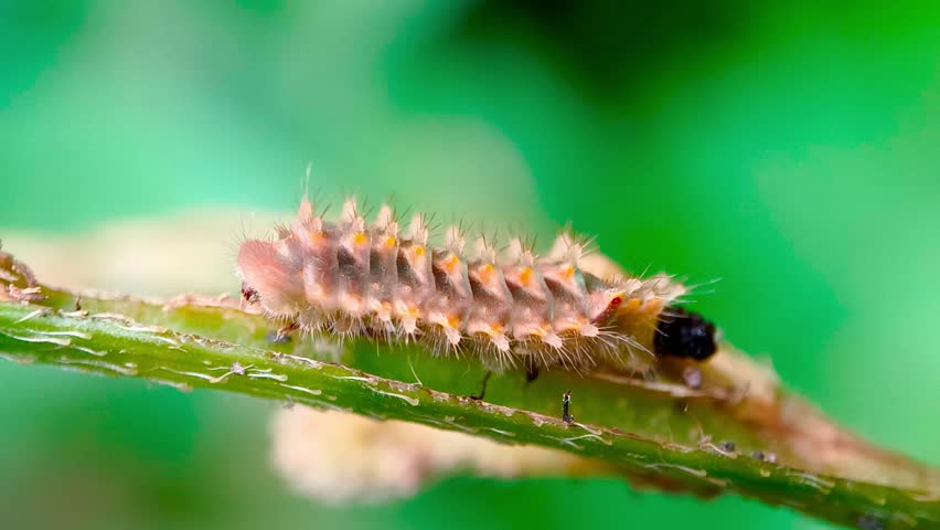 A simple video showing a close-up of a Slate Flash butterfly caterpillar crawling on a branch of a Mimosa pigra (Fabaceae) plant. The shape and coloration indicate the pre-pupal stage, where the creature is searching for a location to attach itself and transform into a chrysalis. The species, scientifically named Rapala manea, belongs to the Lycaenidae family and the Theclinae subfamily.
