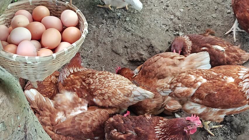 ้hen on farm  and organic eggs