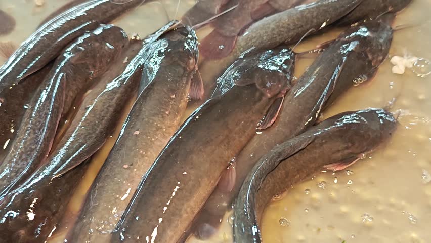 fresh catfish on the market