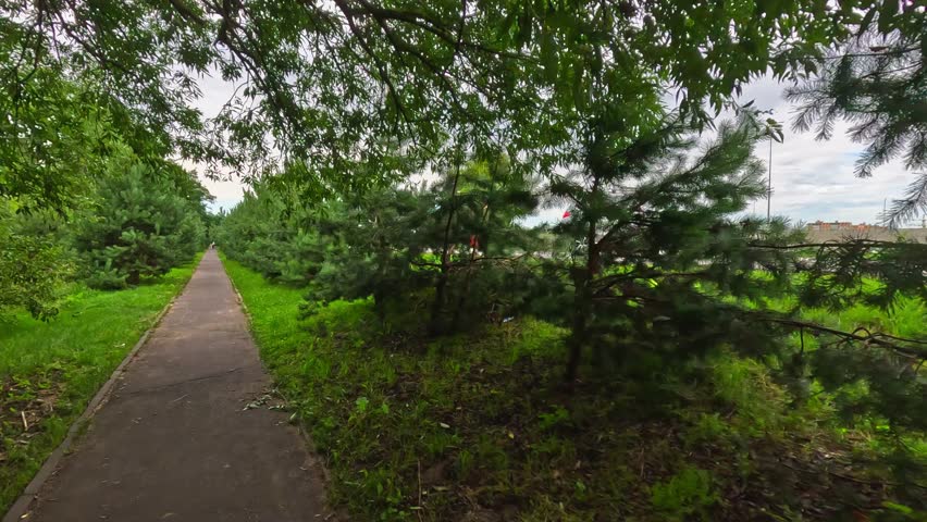 Row of dense green pine trees along paved park pathway sways slightly in wind under cloudy sky during summer daylight