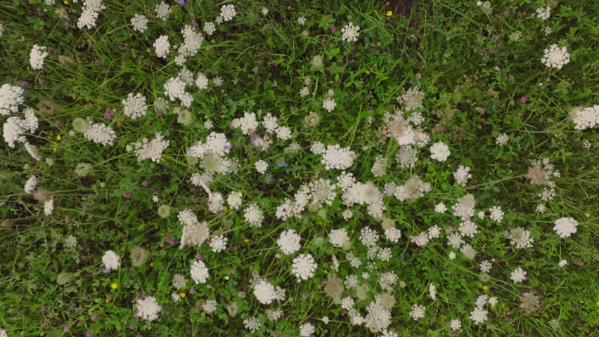 Close up aerial view of a meadow with white wildflowers and green grass swaying in the breeze, showcasing lush vegetation in a calm rural setting.