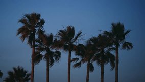 Majestic palm trees sway on breeze under a clear sky during the twilight hour - Powered by Shutterstock - Get 15% off with code: PIKWIZARD15