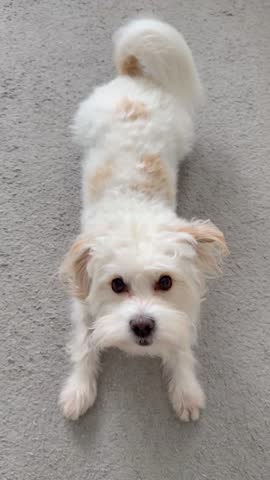 Playful small dog is barking and standing on carpet