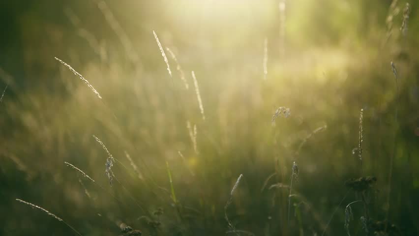 Wild green grass in a summer forest at sunset. Plants swaying in the light wind. Beautiful summer nature background. Selective focus

