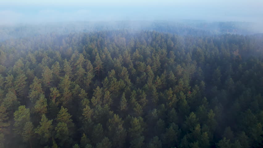 High Pines in Fog Wonderful Morning Sunrise Natural Landscape. Aerial View of Sunrise Over Misty Morning Forest Flight. Flying Over Foggy Green Pine Trees. Epic Amazing Majestic Nature Landscape.