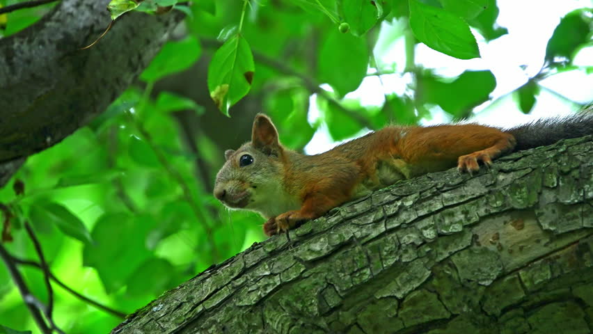 A squirrel sits on a tree branch. High quality 4k footage