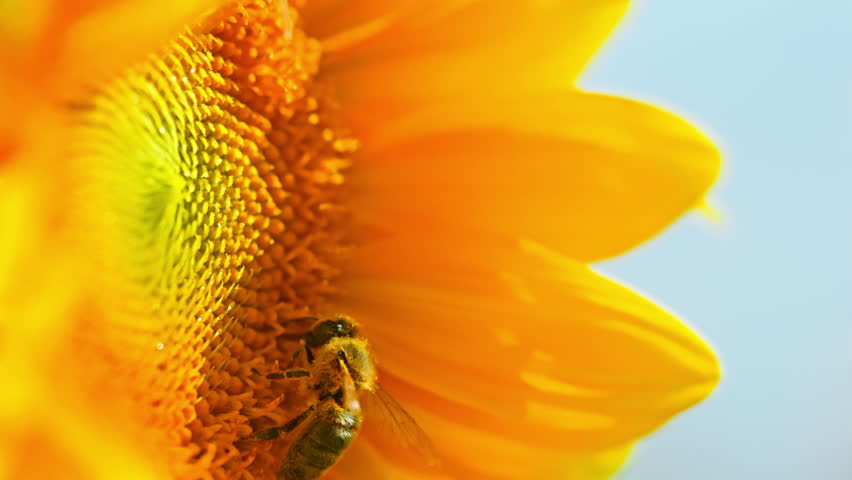 A bee collects pollen on a sunflower. High quality 4k footage