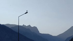 Seagull sitting on electric street lamp with mountain landscape in fog in Turkey. Bird on a lamppost against misty mountain background. - Powered by Shutterstock - Get 15% off with code: PIKWIZARD15