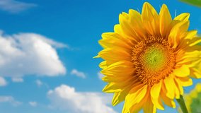 Sunflower against the background of a blue sky with clouds. High quality 4k footage - Powered by Shutterstock - Get 15% off with code: PIKWIZARD15
